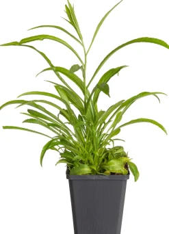 Intratuin Pfirsichblättrige Glockenblume (Campanula persicifolia 'Coerulea') D 9 H 5 cm| Blühende Pflanzen|Mehrjährige Pflanzen