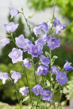 Intratuin Pfirsichblättrige Glockenblume (Campanula persicifolia 'Coerulea') D 9 H 5 cm| Blühende Pflanzen|Mehrjährige Pflanzen