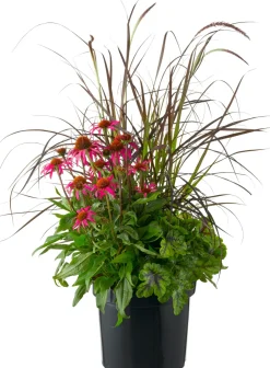 Intratuin Pflanzen Mix 'Triple Beauty' (Echinacea, Heuchera, Pennisetum) D 26 H 80 cm| Blühende Pflanzen|Mehrjährige Pflanzen