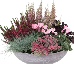 Intratuin Pflanzenarrangement Herbst mit Heide D 38 H 35 cm| Pflanzenarrangements