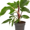 Intratuin Philodendron (Philodendron squamiferum) D 14 H 40 cm| Grünpflanzen|Philodendron