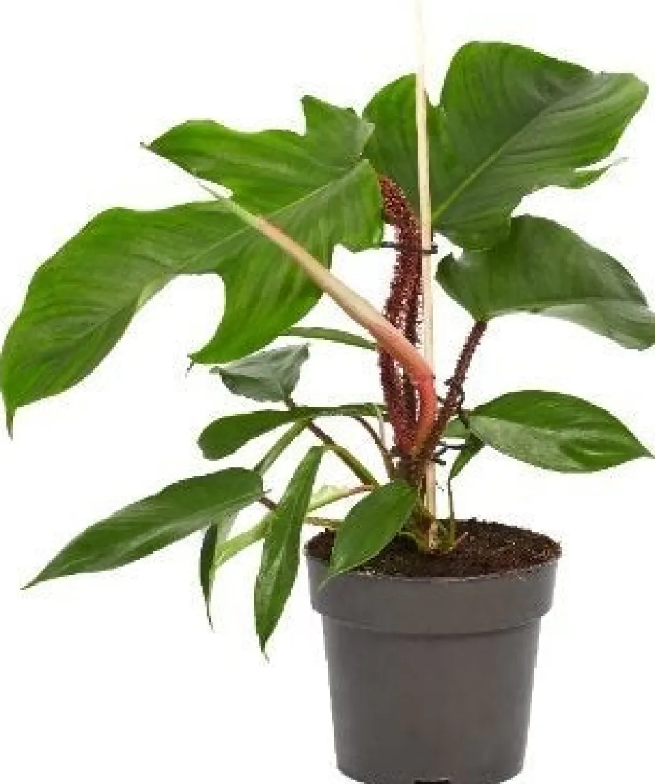 Intratuin Philodendron (Philodendron squamiferum) D 14 H 40 cm| Grünpflanzen|Philodendron