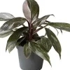 Intratuin Philodendron (Philodendron 'Pink Princess Marble') D 6 H 15 cm| Kleine Zimmerpflanzen|Grünpflanzen