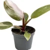 Intratuin Philodendron (Philodendron 'Pink Princess') D 6 H 15 cm| Kleine Zimmerpflanzen|Grünpflanzen