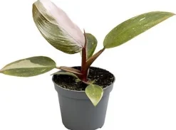 Intratuin Philodendron (Philodendron 'Pink Princess') D 6 H 15 cm| Kleine Zimmerpflanzen|Grünpflanzen