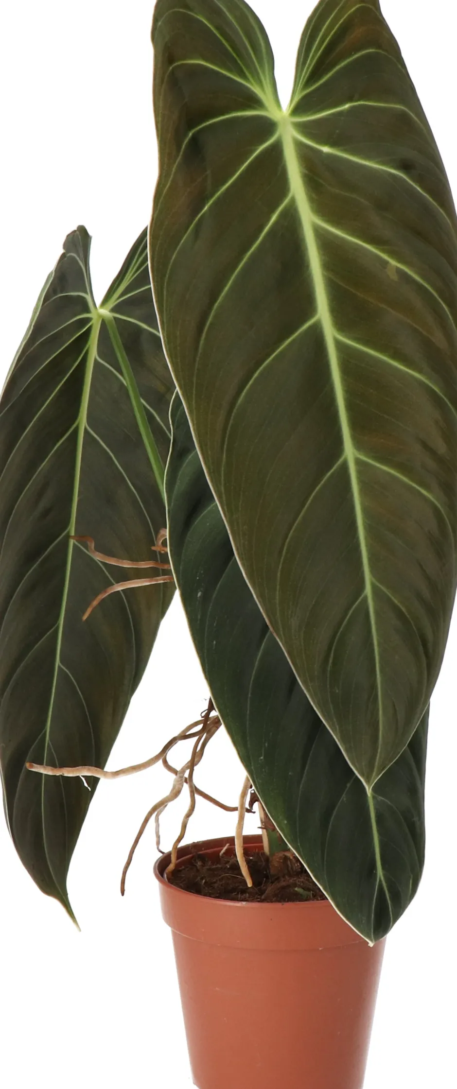 Intratuin Philodendron (Philodendron melanochrysum) D 12 H 40 cm| Grünpflanzen|Philodendron