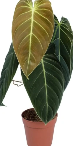 Intratuin Philodendron (Philodendron melanochrysum) D 12 H 40 cm| Grünpflanzen|Philodendron