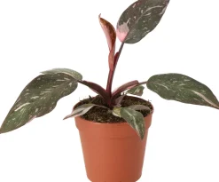 Intratuin Philodendron (Philodendron 'Pink Princess') D 12 H 40 cm| Grünpflanzen|Philodendron