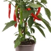 Intratuin Pick-&-Joy Chili rot (Capsicuum Anuum) D 14 H 40 cm| Obst, Gemüse & Kräuter|Gemüsepflanzen