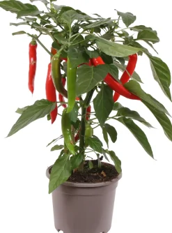 Intratuin Pick-&-Joy Chili rot (Capsicuum Anuum) D 14 H 40 cm| Obst, Gemüse & Kräuter|Gemüsepflanzen