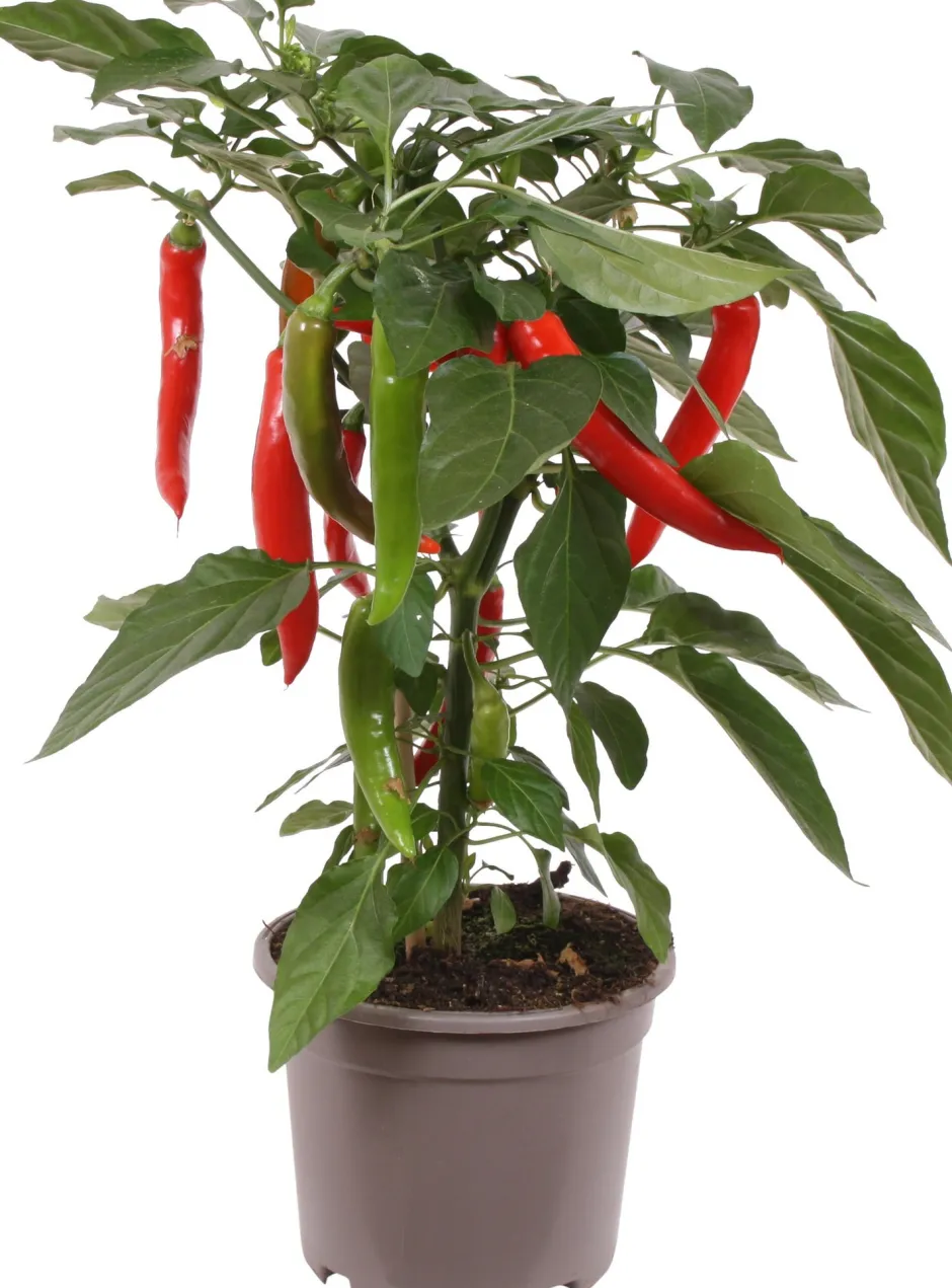 Intratuin Pick-&-Joy Chili rot (Capsicuum Anuum) D 14 H 40 cm| Obst, Gemüse & Kräuter|Gemüsepflanzen