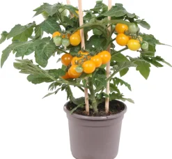 Intratuin Pick-&-Joy Kirschtomate gelb (Solanum lycopersicum) D 14 H 30 cm| Obst, Gemüse & Kräuter|Gemüsepflanzen