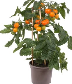Intratuin Pick-&-Joy Kirschtomate orange (Solanum lycopersicum) D 14 H 40 cm| Obst, Gemüse & Kräuter|Gemüsepflanzen