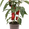 Intratuin Pick-&-Joy Mini-Paprika rot (Capsicum Annuum) D 14 H 40 cm| Obst, Gemüse & Kräuter|Gemüsepflanzen
