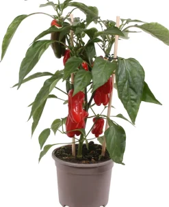 Intratuin Pick-&-Joy Mini-Paprika rot (Capsicum Annuum) D 14 H 40 cm| Obst, Gemüse & Kräuter|Gemüsepflanzen