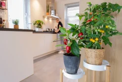 Intratuin Pick-&-Joy Mini-Paprika rot (Capsicum Annuum) D 14 H 40 cm| Obst, Gemüse & Kräuter|Gemüsepflanzen