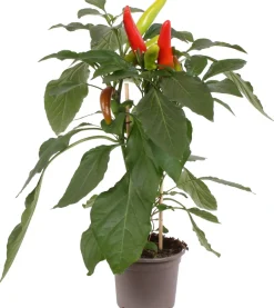 Intratuin Pick-&-Joy Paprika mild (Capsicuum Anuum) D 14 H 40 cm| Obst, Gemüse & Kräuter|Gemüsepflanzen