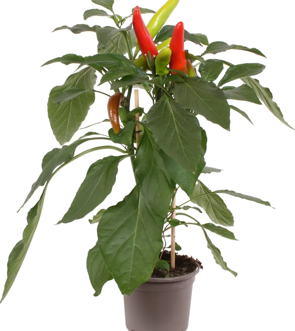 Intratuin Pick-&-Joy Paprika mild (Capsicuum Anuum) D 14 H 40 cm| Obst, Gemüse & Kräuter|Gemüsepflanzen