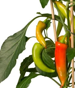 Intratuin Pick-&-Joy Paprika mild (Capsicuum Anuum) D 14 H 40 cm| Obst, Gemüse & Kräuter|Gemüsepflanzen