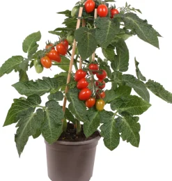 Intratuin Pick-&-Joy Pflaumentomate rot (Solanum lycopersicum) D 14 H 40 cm| Obst, Gemüse & Kräuter|Gemüsepflanzen