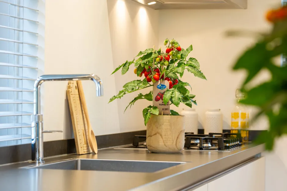 Intratuin Pick-&-Joy Pflaumentomate rot (Solanum lycopersicum) D 14 H 40 cm| Obst, Gemüse & Kräuter|Gemüsepflanzen