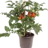Intratuin Pick-&-Joy Tomate rot (Solanum lycopersicum) D 14 H 40 cm| Obst, Gemüse & Kräuter|Gemüsepflanzen