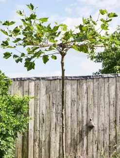 Intratuin Platane Dachform (Platanus acerifolia)| Pflanzen Für Schatten