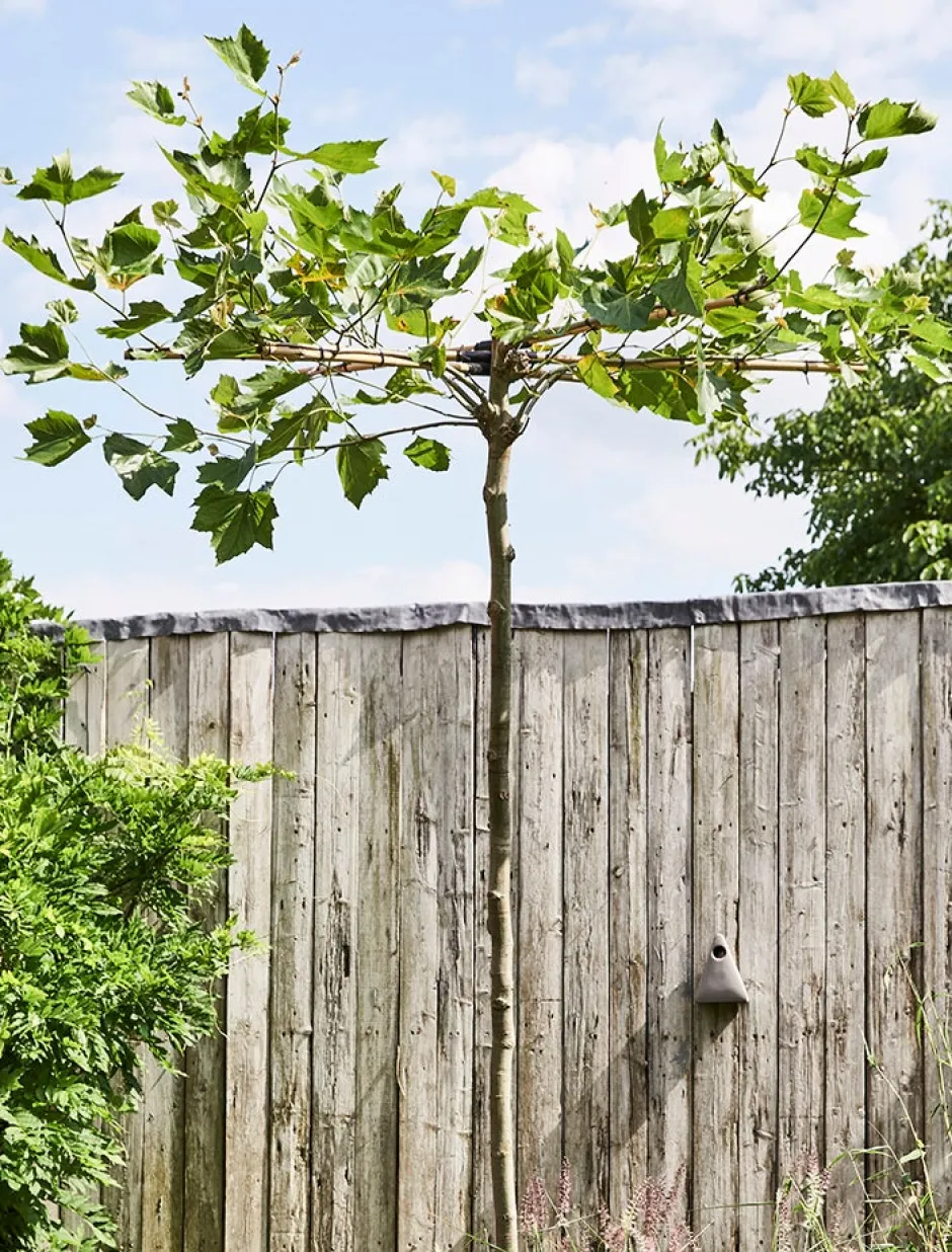 Intratuin Platane Dachform (Platanus acerifolia)| Pflanzen Für Schatten