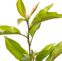 Intratuin Portugiesischer Kirschlorbeer (Prunus lusitanica 'Angustifolia') D 23 H 50 cm| Immergrüne Pflanzen|Winterharte Pflanzen