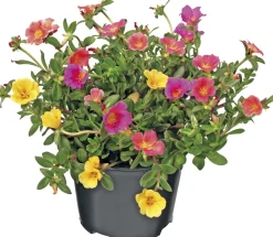 Intratuin Portulak (Portulaca) D 12 H 15 cm| Einjährige Pflanzen|Portulak