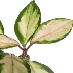 Intratuin Porzellanblume (Hoya carnosa 'Tricolor') D 15 H 30 cm| Für Sonne|Grünpflanzen