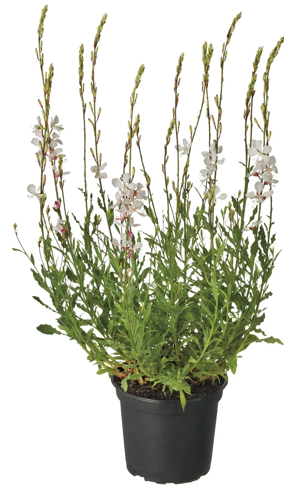 Intratuin Prachtkerze (Gaura lindheimeri 'Whirling Butterfly') D 17 H 35 cm| Blühende Pflanzen|Winterharte Pflanzen