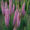 Intratuin Prachtscharte (Liatris spicata 'Floristan Violett') D 9 H 5 cm| Blühende Pflanzen|Mehrjährige Pflanzen