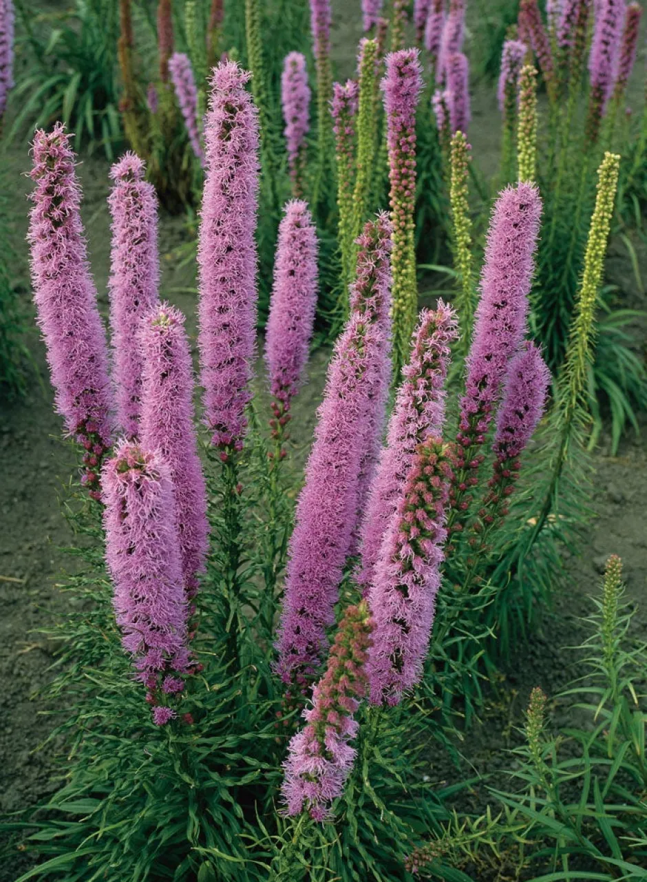 Intratuin Prachtscharte (Liatris spicata 'Floristan Violett') D 9 H 5 cm| Blühende Pflanzen|Mehrjährige Pflanzen