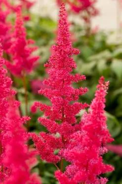 Intratuin Prachtspiere (Astilbe (A) 'Fanal')| Winterharte Pflanzen|Blühende Pflanzen