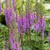 Intratuin Prachtspiere (Astilbe chinensis 'Pumila')| Blühende Pflanzen|Bodendecker