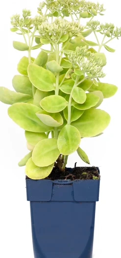 Intratuin Prächtige Fetthenne (Sedum Spectabile 'Stardust')| Mehrjährige Pflanzen|Fetthenne