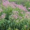 Intratuin Purpur-Wasserdost (Eupatorium purpureum) D 11 H 200 cm| Mehrjährige Pflanzen|Blühende Pflanzen