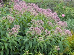Intratuin Purpur-Wasserdost (Eupatorium purpureum) D 11 H 200 cm| Mehrjährige Pflanzen|Blühende Pflanzen