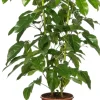 Intratuin Queensland-Strahlenaralie (Schefflera actinophylla 'Amate') D 24 cm H 110 cm| Große Pflanzen|Grünpflanzen