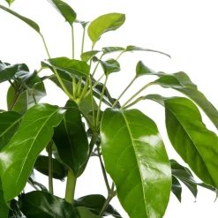 Intratuin Queensland-Strahlenaralie (Schefflera actinophylla 'Amate') D 24 cm H 110 cm| Große Pflanzen|Grünpflanzen