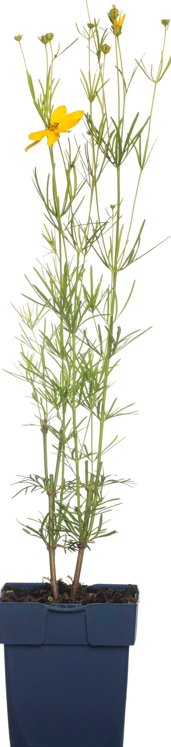 Intratuin Quirlblättriges Mädchenauge (Coreopsis verticillata) D 11 H 5 cm| Blühende Pflanzen|Mehrjährige Pflanzen