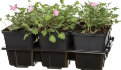 Intratuin Reiherschnabel (Erodium variabile 'Bishops Form')| Blühende Pflanzen|Immergrüne Pflanzen