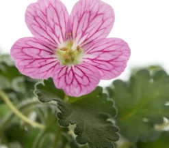 Intratuin Reiherschnabel (Erodium variabile 'Bishops Form')| Blühende Pflanzen|Immergrüne Pflanzen