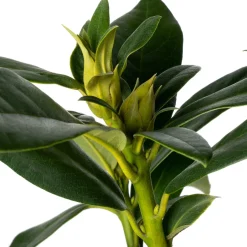 Intratuin Rhododendron (Rhododendron 'Cunningham's White') D 23 H 40 cm| Immergrüne Pflanzen|Winterharte Pflanzen