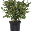 Intratuin Rhododendron (Rhododendron 'Nova Zembla') D 15 H 35 cm| Blühende Pflanzen|Immergrüne Pflanzen