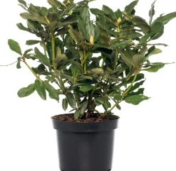 Intratuin Rhododendron (Rhododendron 'Percy Wiseman') D 15 H 35 cm| Blühende Pflanzen|Immergrüne Pflanzen