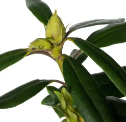 Intratuin Rhododendron (Rhododendron 'Marcel Menard') D 23 H 40 cm| Immergrüne Pflanzen|Winterharte Pflanzen