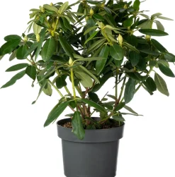 Intratuin Rhododendron (Rhododendron 'Blue Peter') D 23 H 40 cm| Immergrüne Pflanzen|Winterharte Pflanzen