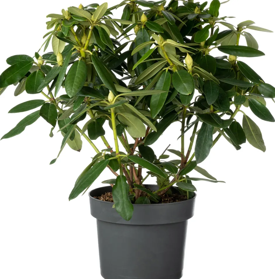 Intratuin Rhododendron (Rhododendron 'Blue Peter') D 23 H 40 cm| Immergrüne Pflanzen|Winterharte Pflanzen